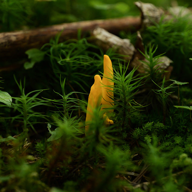 Panasonic Lumix S5 IIx + 20-60mm F/3.5-5.6