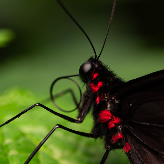 Panasonic Lumix S 100mm F/2.8 Macro