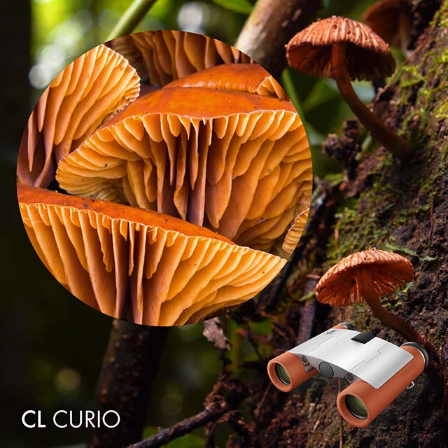 SWAROVSKI CL Curio 7x21 Burnt Orange