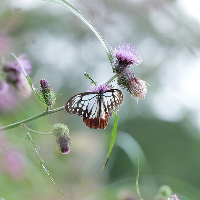 Panasonic Lumix S5 IIx + 20-60mm F/3.5-5.6