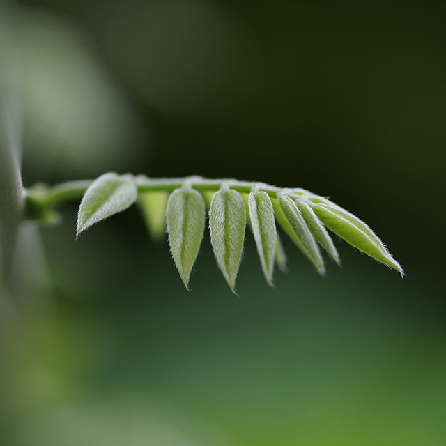 Pentax HD DFA 100mm Macro F/2.8 ED AW Sort