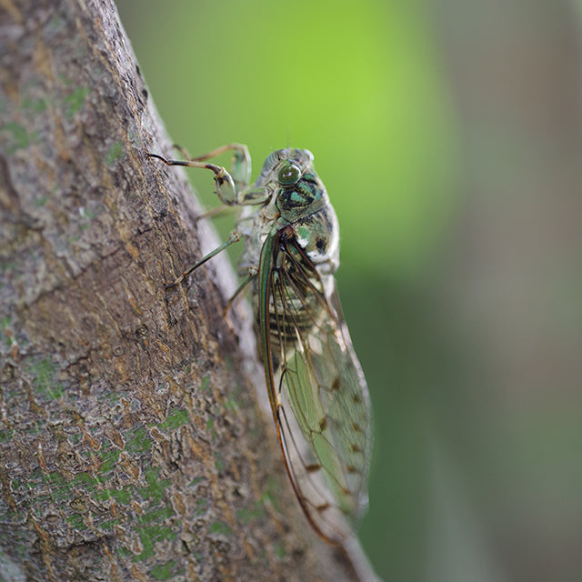 Pentax HD DFA 100mm Macro F/2.8 ED AW Sort