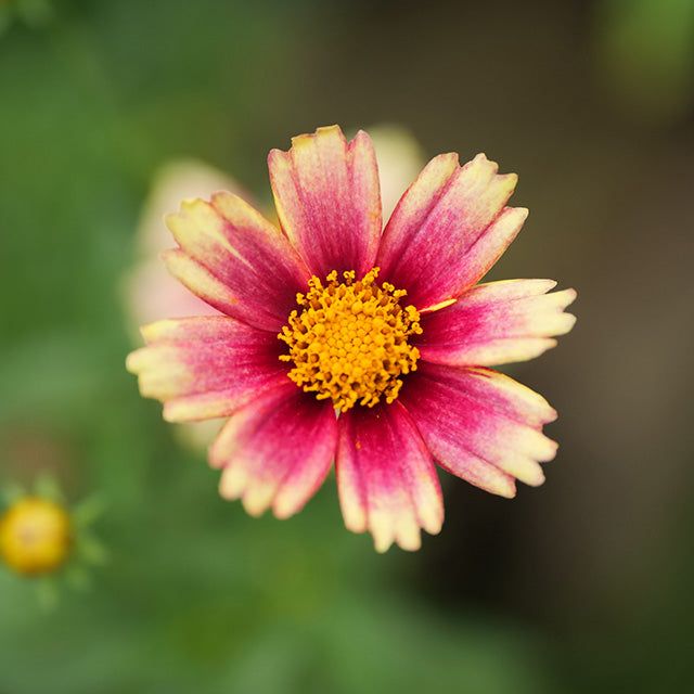 Panasonic Leica DG Vario-Summilux 25-50mm F/1.7 ASPH