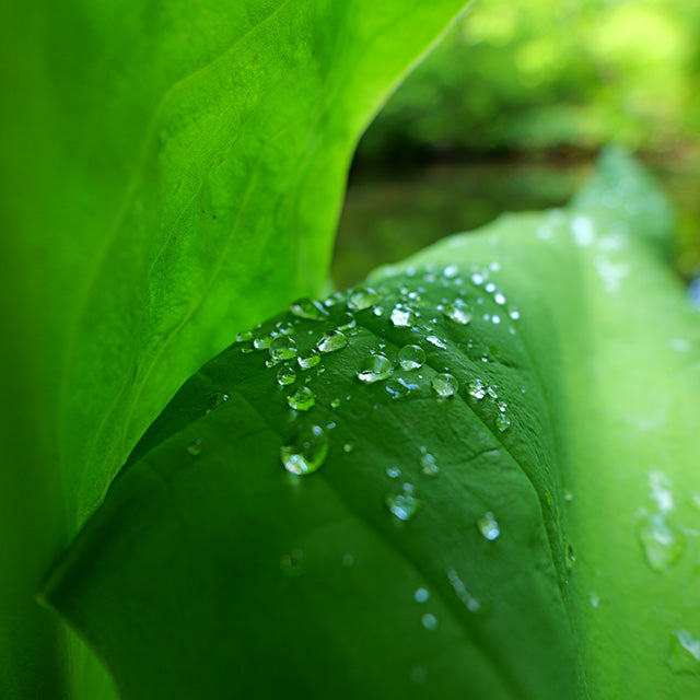 Panasonic Lumix S 18-40mm F/4.5-6.3