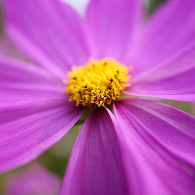 Panasonic Lumix S 28-200mm F4-7.1 Macro