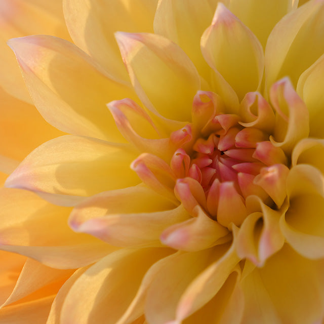 Panasonic Lumix S 70-300mm F/4.5-5.6 O.I.S